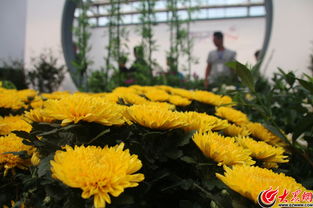 第四届济南花卉园艺博览会暨第一届济南都市农产品博览会在商河开幕