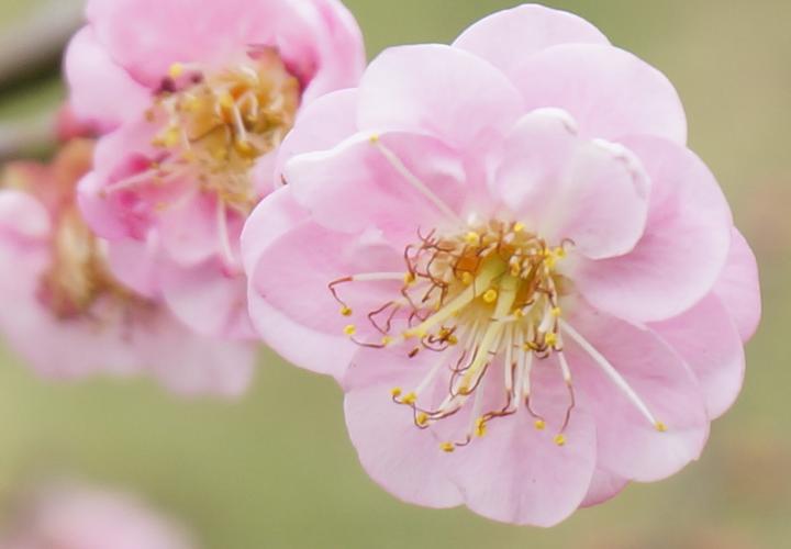 精选摄影好看的梅花高清花卉图片分享