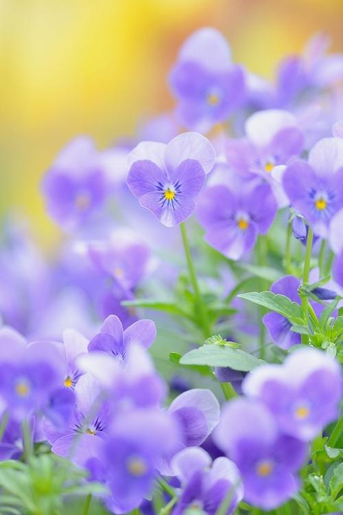 摄影紫色调意境唯美花卉图片赏析分享