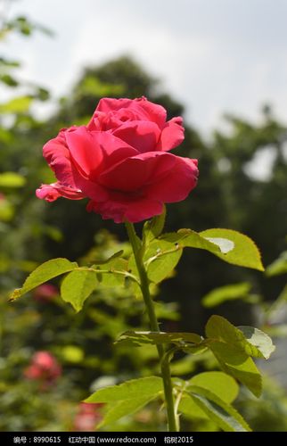 鲜红色玫瑰花花朵花卉图片